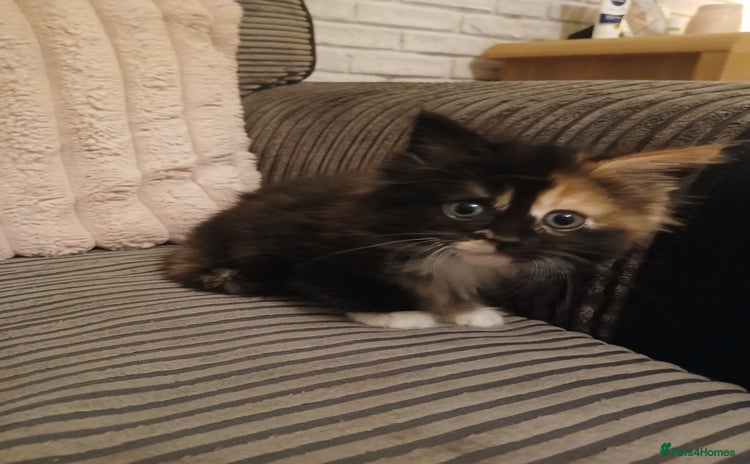 Maine Coon cats - Advert 16