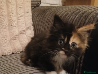 Maine Coon cats - Advert 36