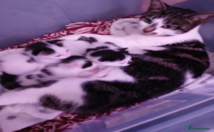 Chausie cats - Advert 1