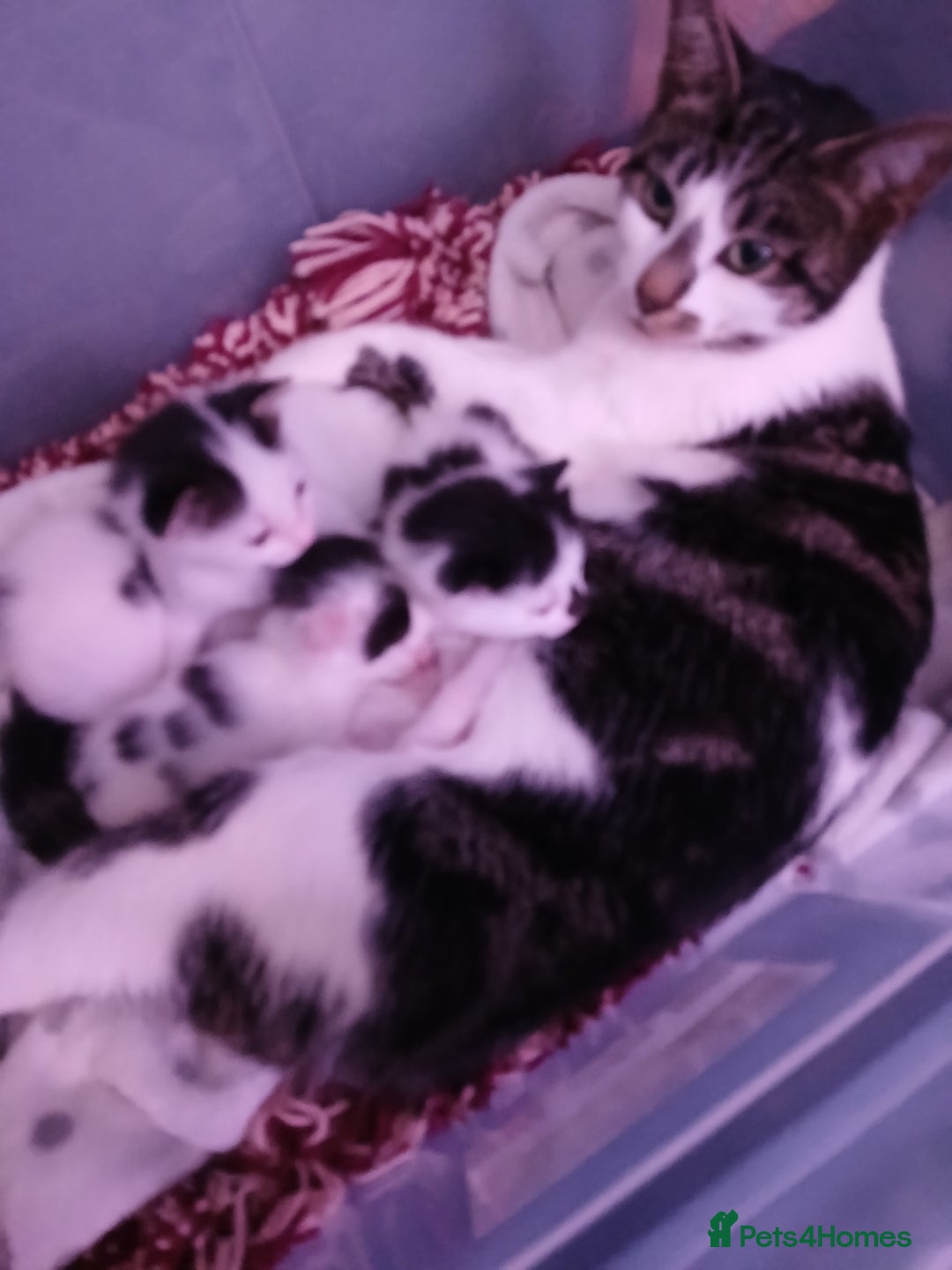 Chausie cats for sale: Beautiful babies needing forever homes - Image 1