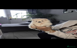 Pomeranian dogs for sale: Beautiful miniature Pomeranians  - Image 11