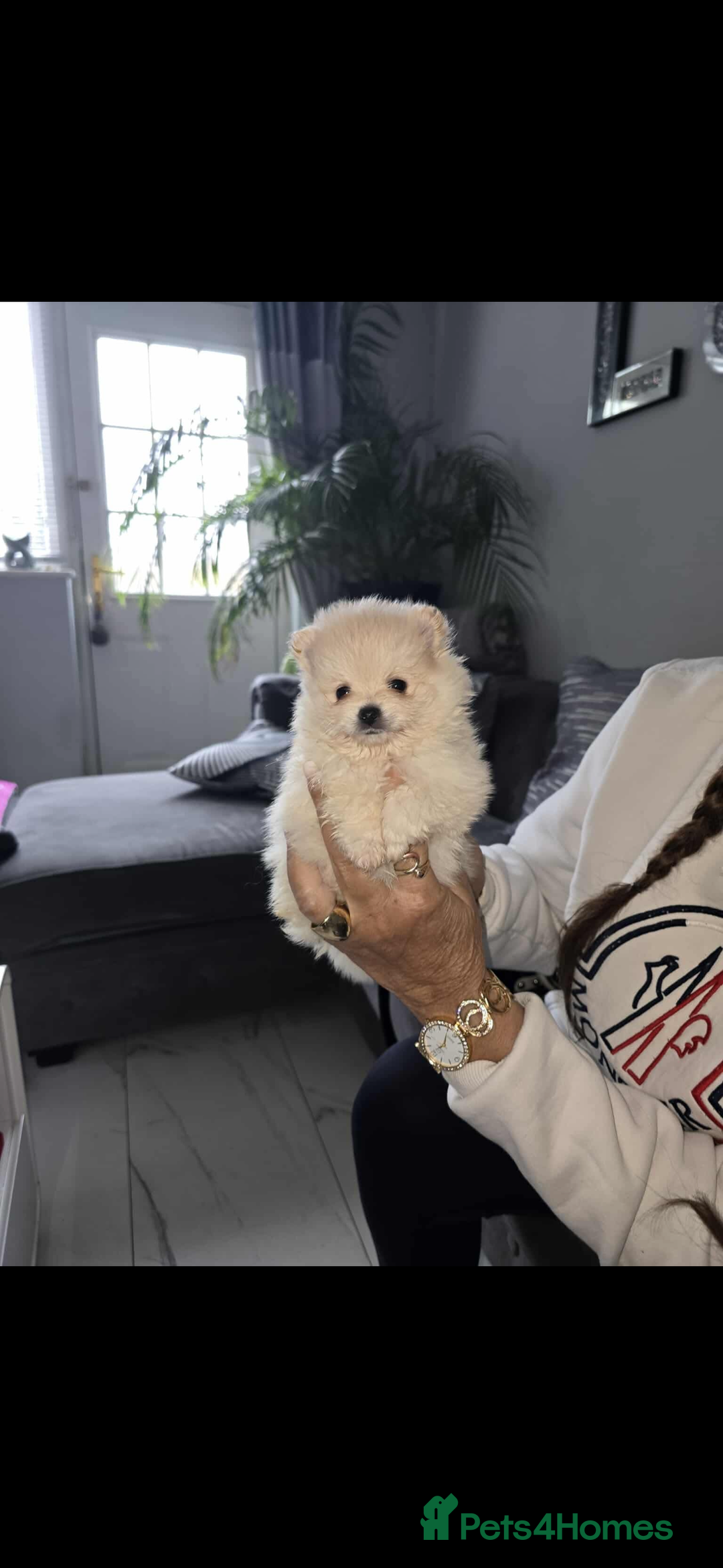 Pomeranian dogs for sale: Beautiful miniature Pomeranians  - Image 11