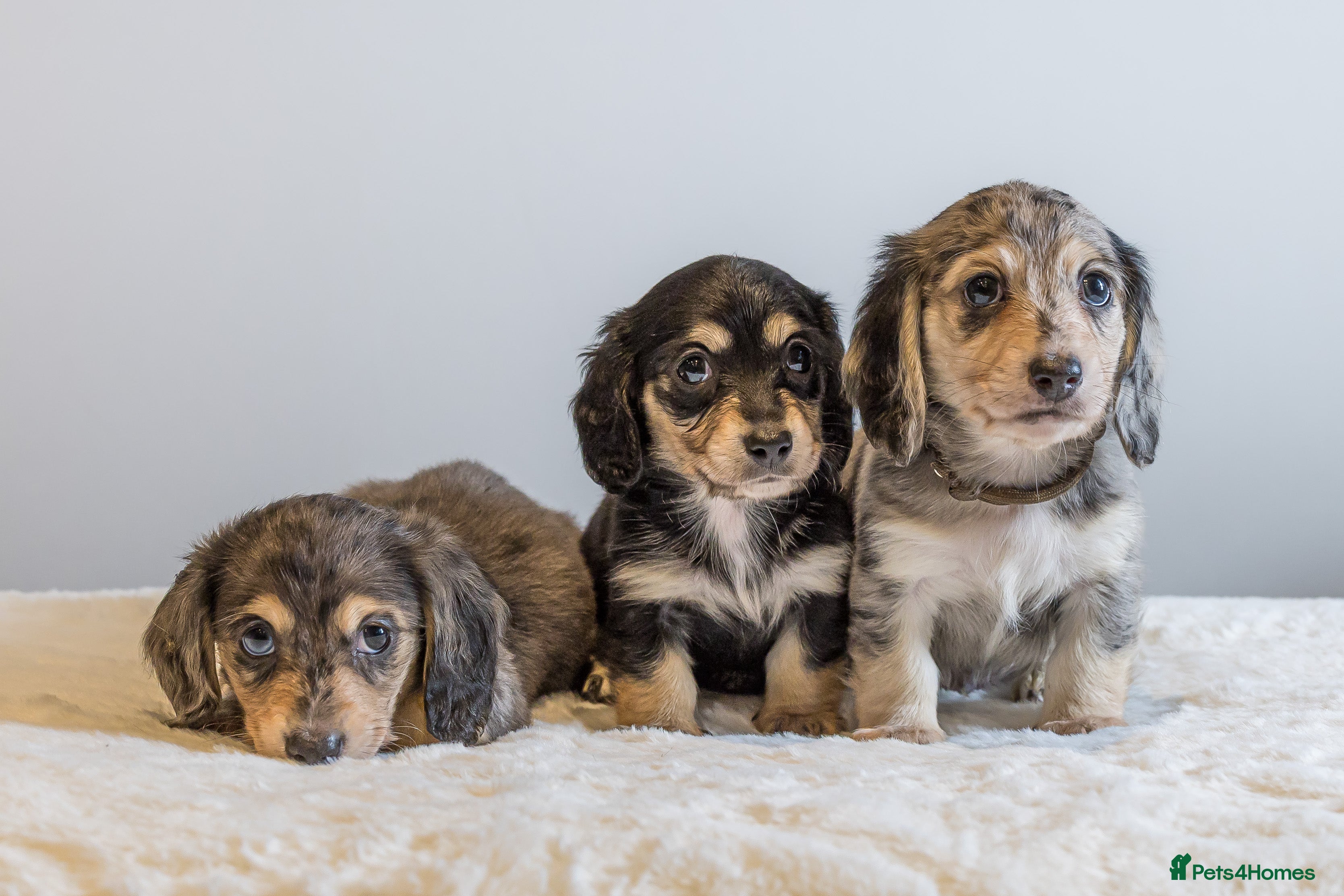 Miniature Dachshund dogs Exceptional PRA clear Champion miniature L/H dachs - Advert 16