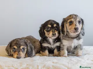 Miniature Dachshund dogs Exceptional PRA clear Champion miniature L/H dachs - Advert 5