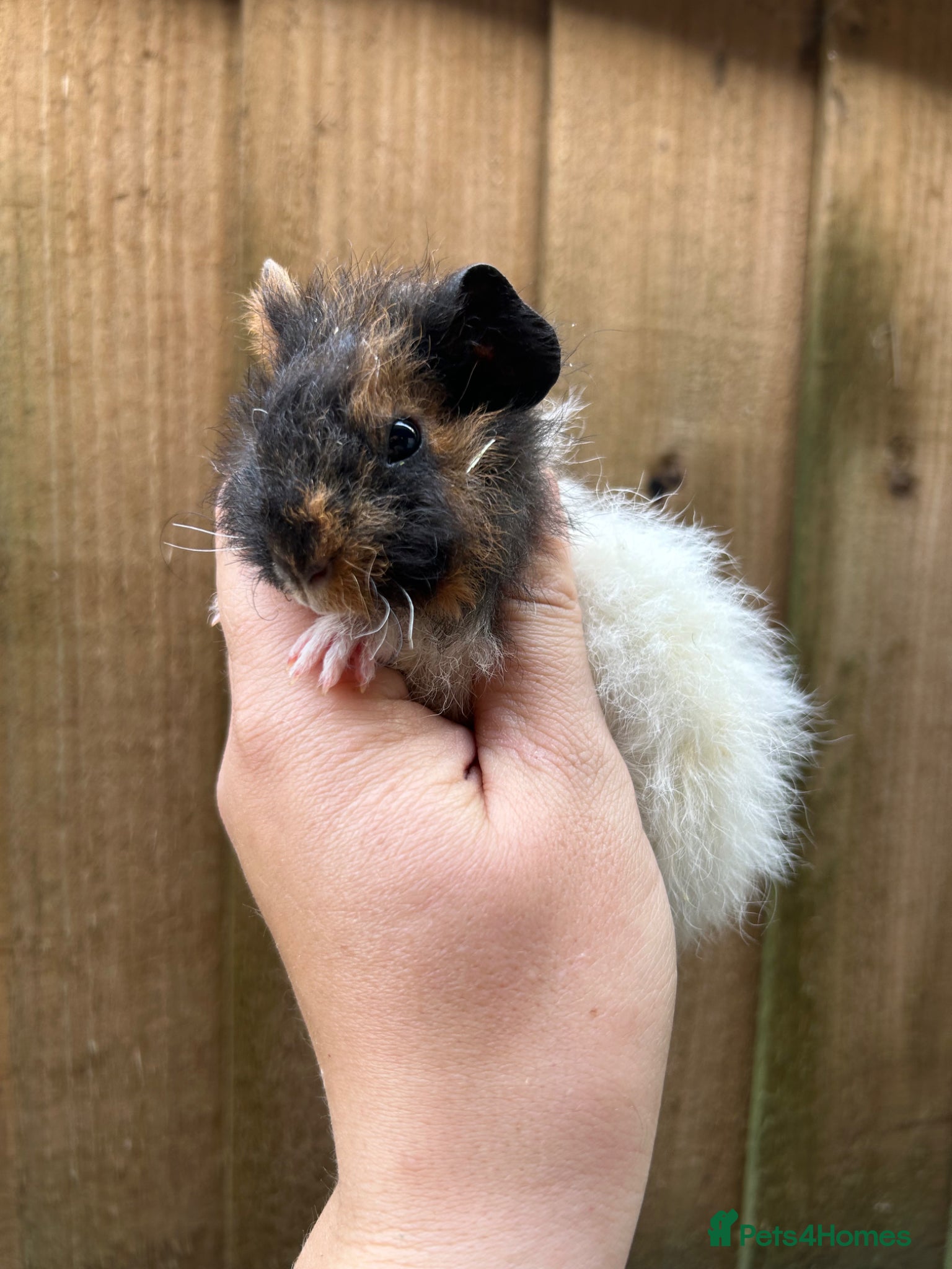 Guinea Pig rodents for sale: Beautiful Baby Male Guineapigs  - Advert 5