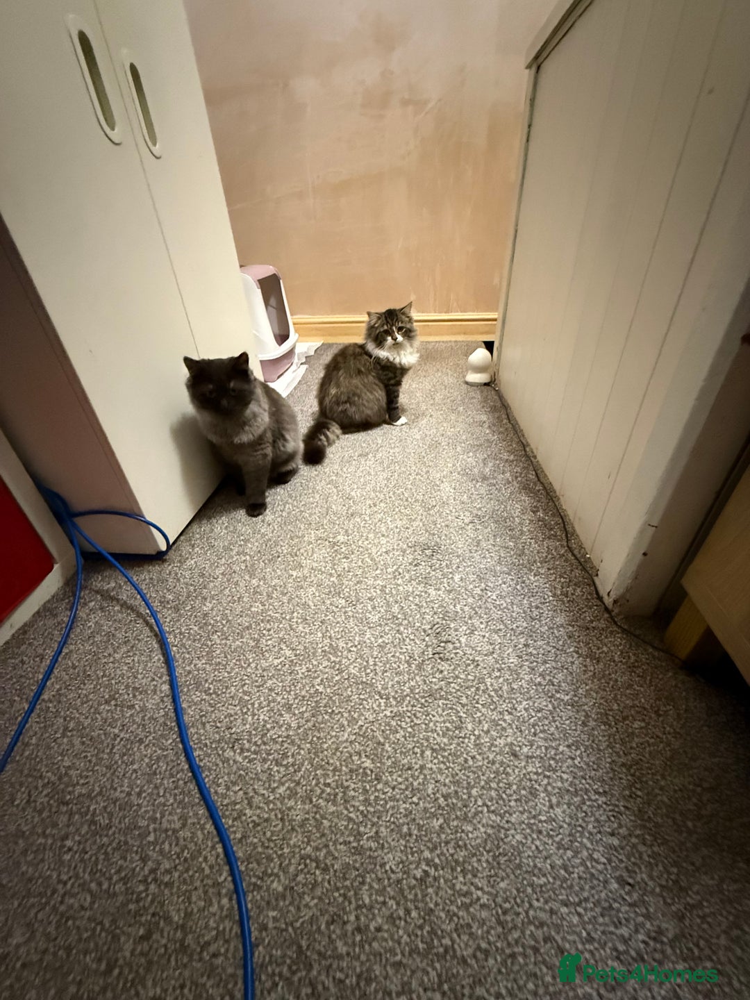 British Longhair cats for sale: British long hair x kittens ready to go  - Advert 1