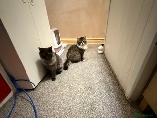 British Longhair cats British long hair x kittens ready to go - Advert 1