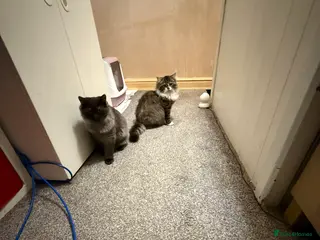 British Longhair cats British long hair x kittens ready to go - Advert 3