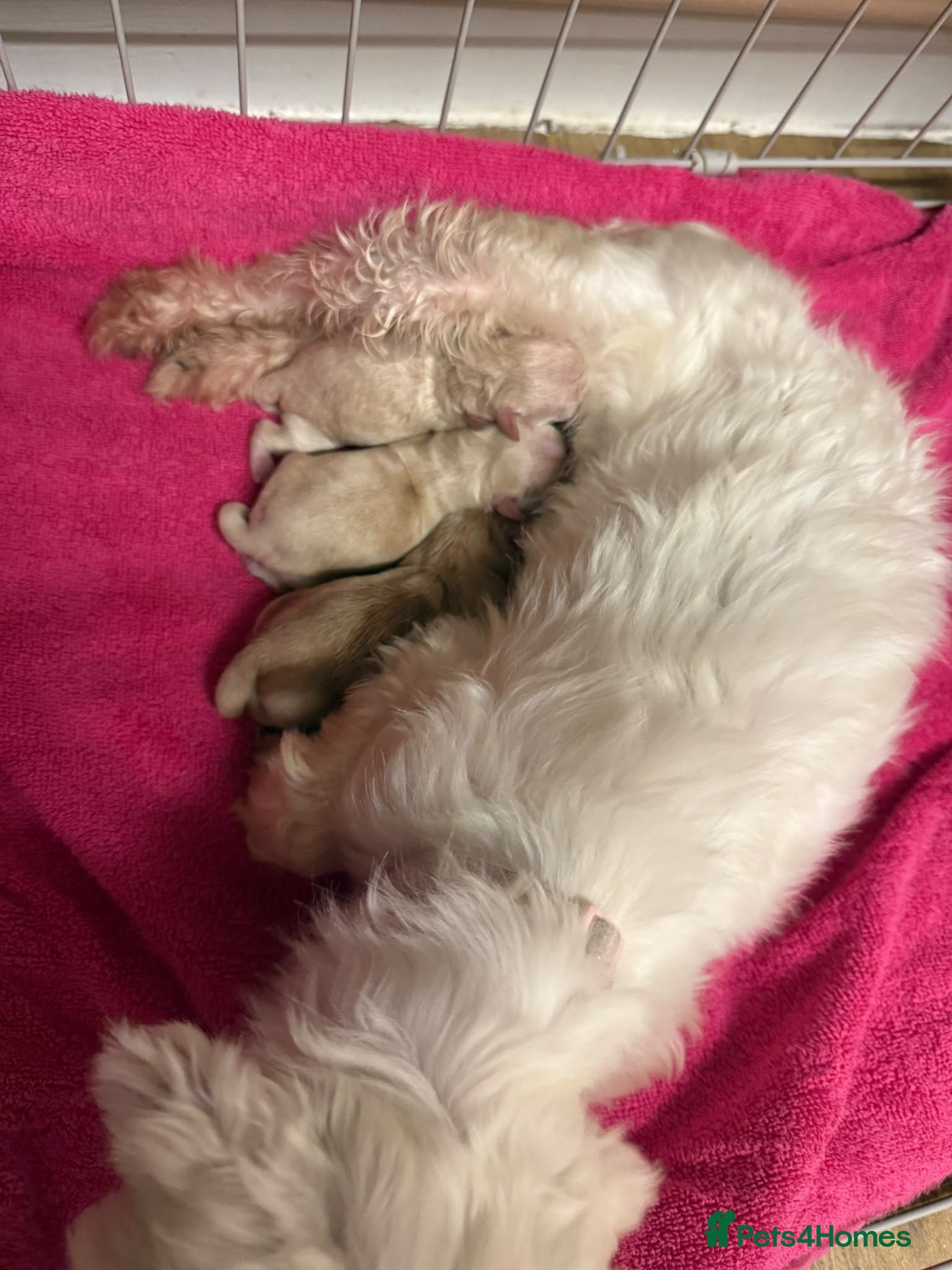 Maltipoo dogs ❤️💙Tiny Maltipoo,KC dna health clear parents 🥰 - Advert 1