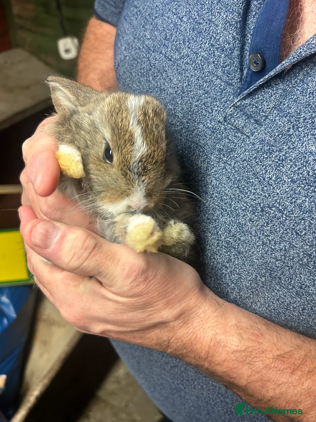 Mini Lion Lop rabbits for sale: 7 mini lop - Advert 2