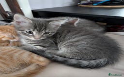 Maine Coon cats for sale: Beautiful half maine coon kitten - Image 4