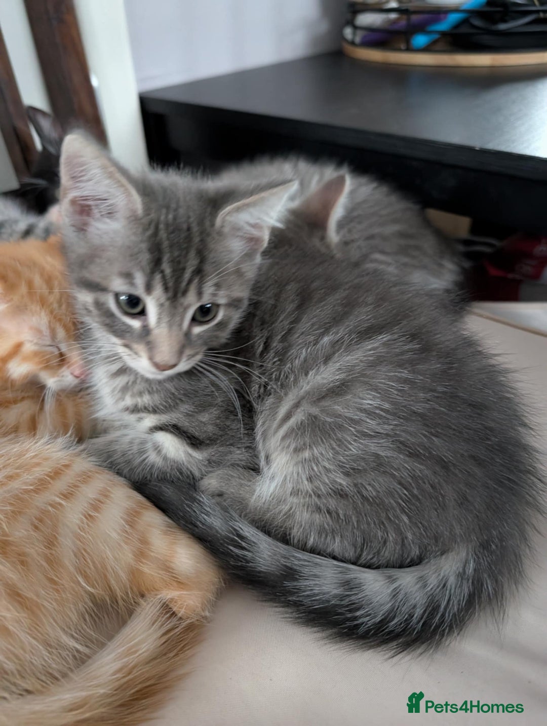 Maine Coon cats for sale: Beautiful half maine coon kitten - Image 4