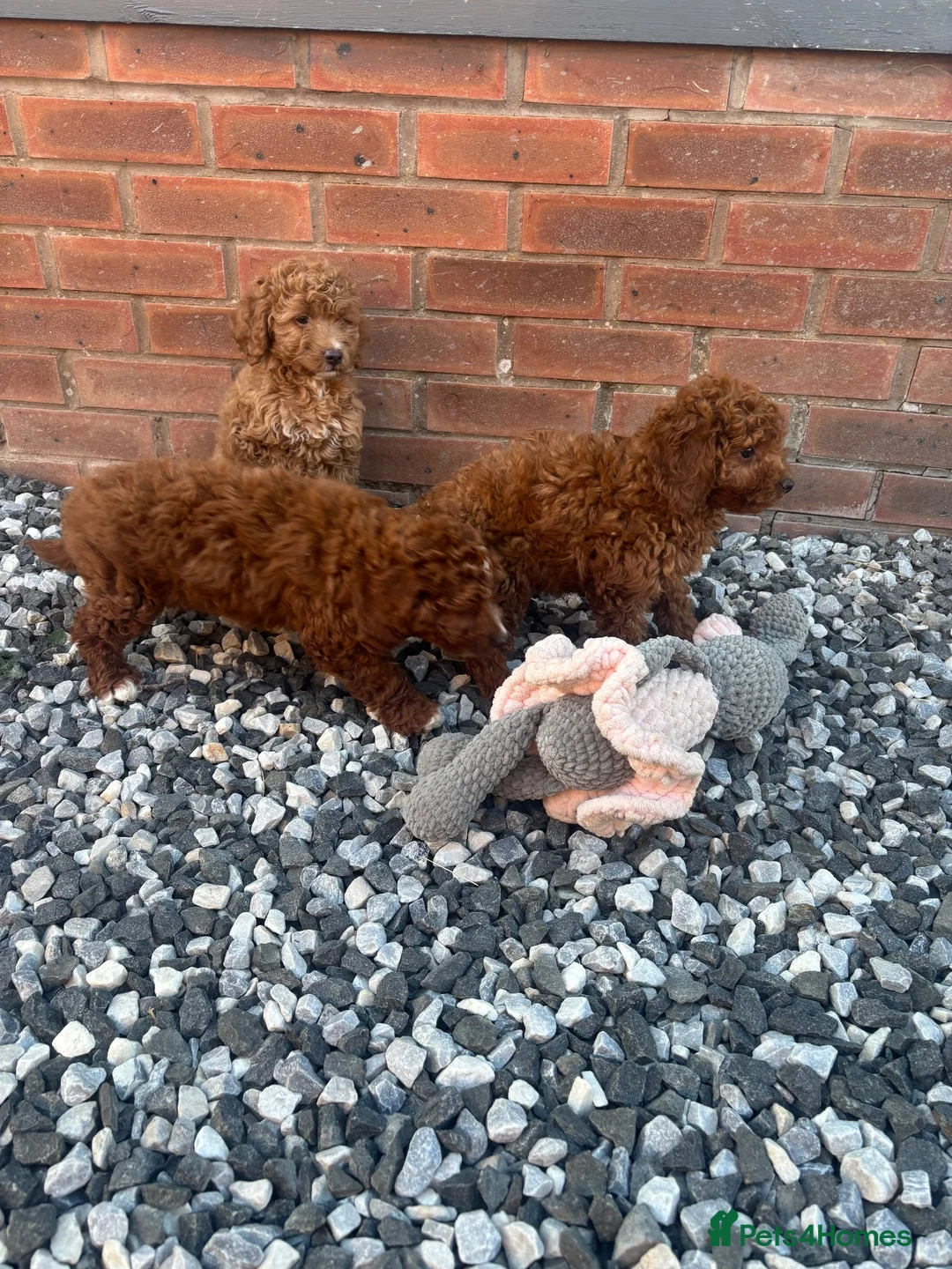 Cavapoo dogs for sale: Stunning health checked Cavapoo puppies  - Advert 6