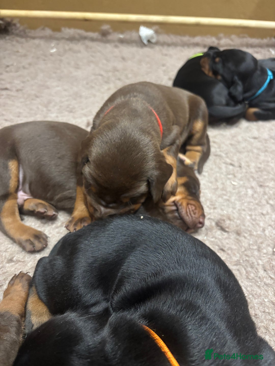 Dobermann dogs for sale: Beautiful chunky Dobermans - Advert 5