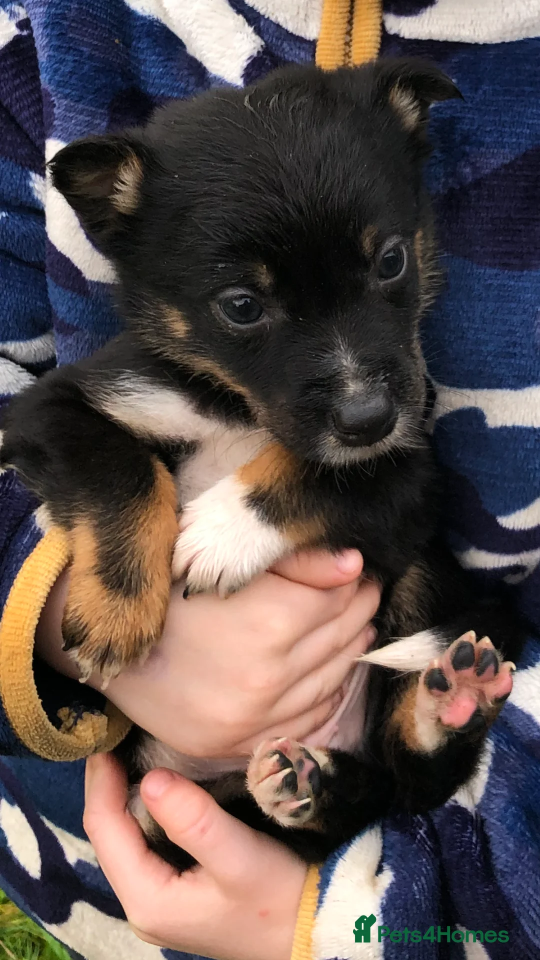 Mixed Breed dogs for sale: Border collie x Australian kelpie  - Advert 5
