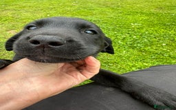 Labrador Retriever dogs for sale: Excellent KC reg-health checked home bred line - Image 18
