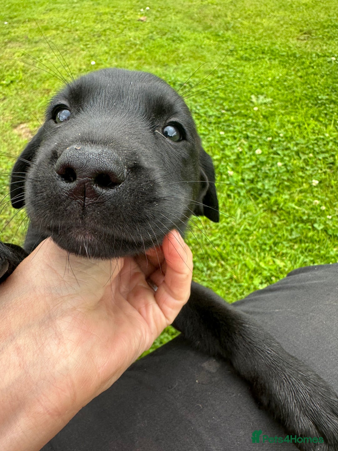 Labrador Retriever dogs for sale: Excellent KC reg-health checked home bred line - Image 18