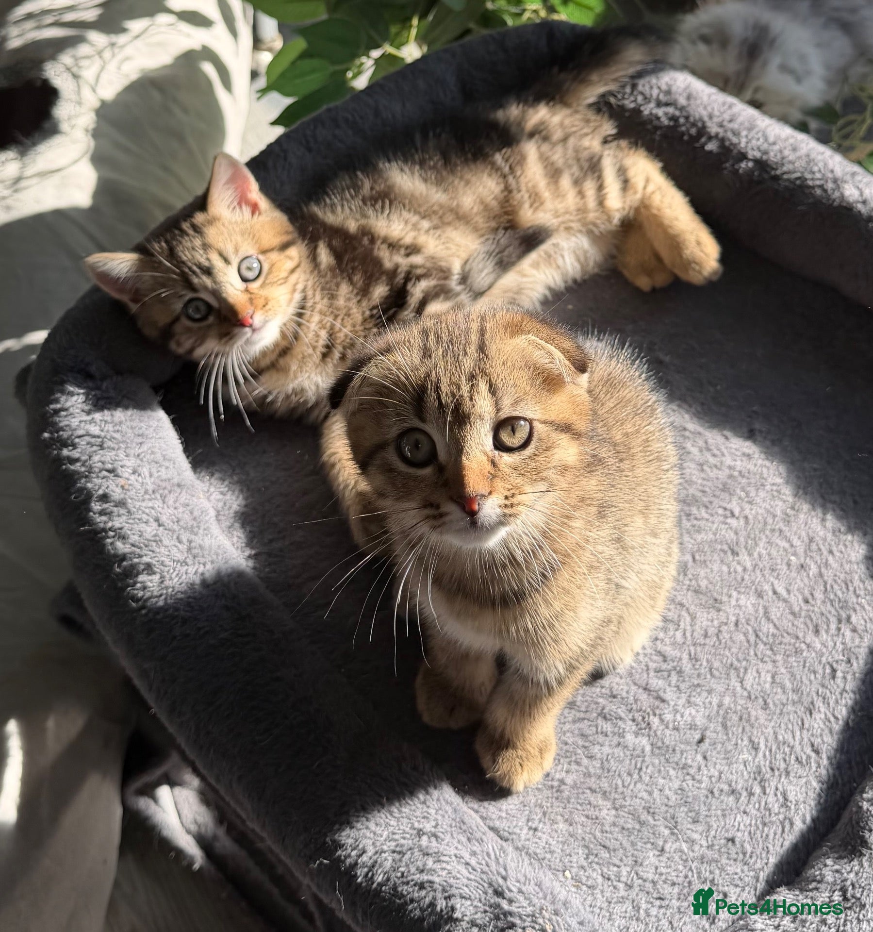 Scottish Fold cats Scottish Fold kittens Ready Now ! - Advert 1