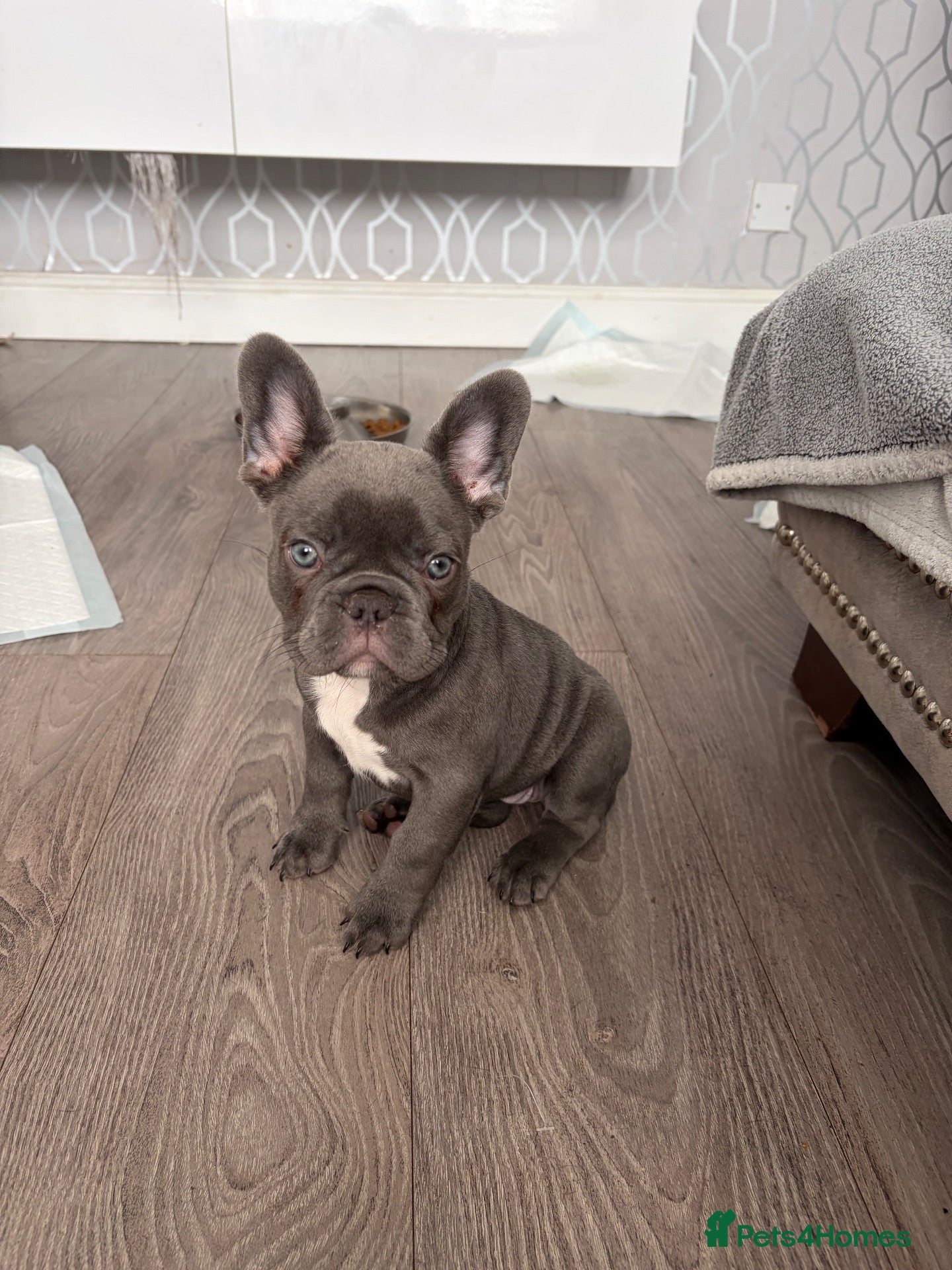 French Bulldog dogs 2 girls available  - Advert 17