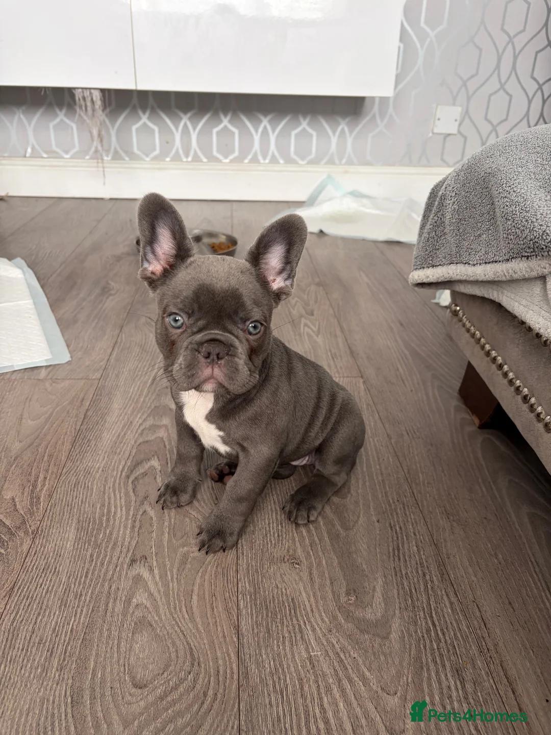 French Bulldog dogs for sale: 2 girls available sold - Advert 2
