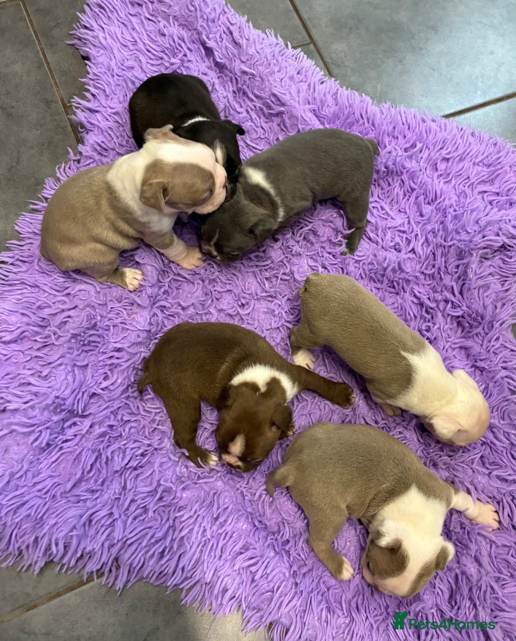 Boston Terrier dogs Boston Terrier Puppies KC REGISTERED🐶 - Advert 1