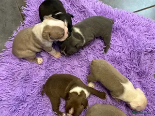 Boston Terrier dogs Boston Terrier Puppies KC REGISTERED🐶 - Advert 1