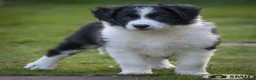 Border Collie dogs for sale: Handsome ISDS registered male puppy - Advert 6