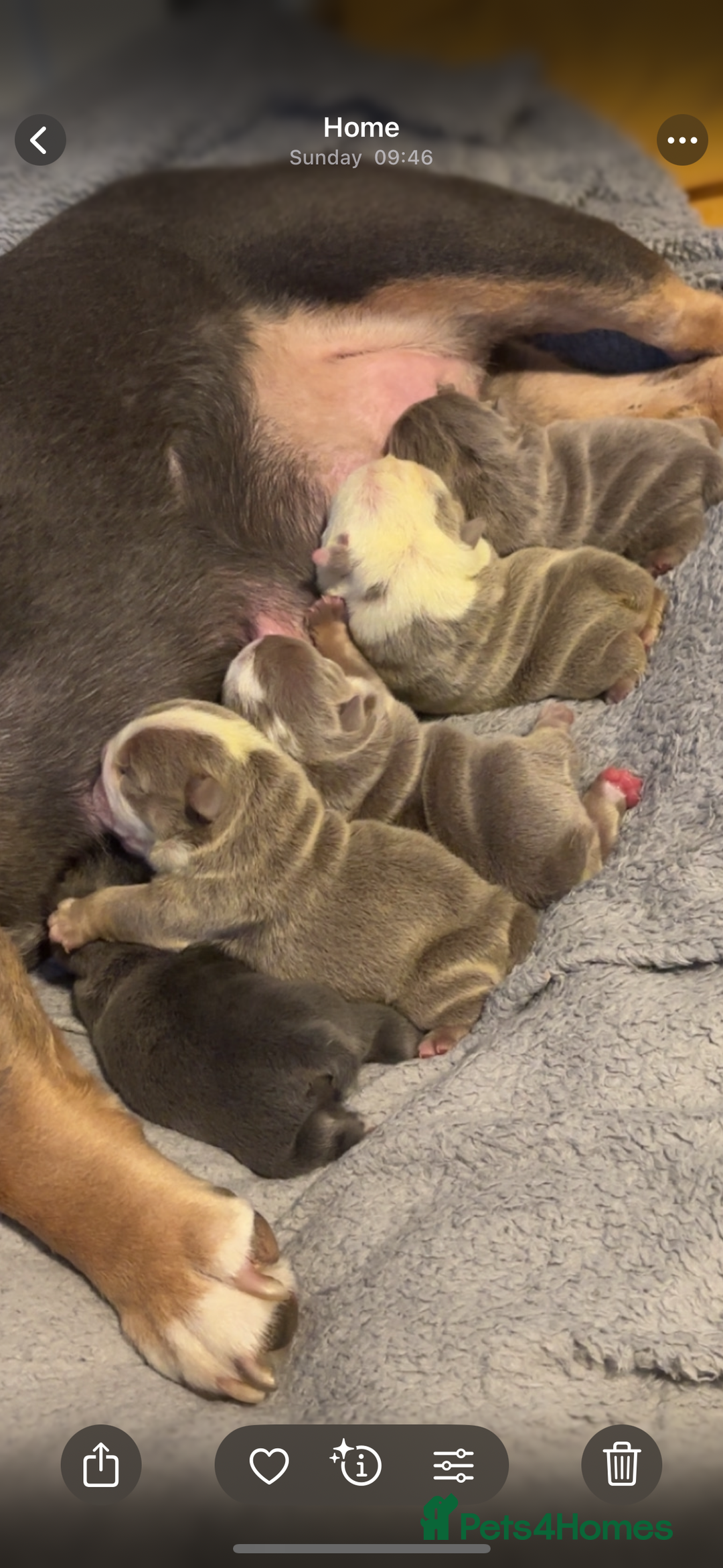 English Bulldog dogs for sale: 4 beautiful strong puppies - Advert 1