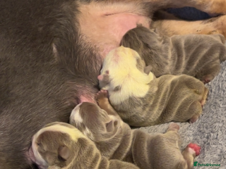 English Bulldog dogs 4 beautiful strong puppies - Advert 4