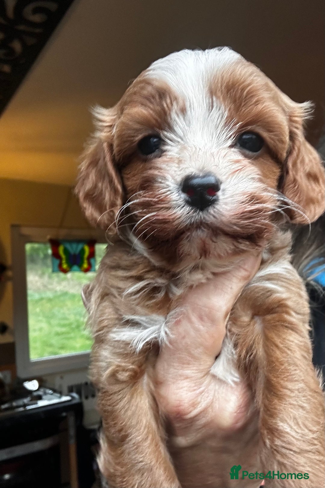 Cavapoo dogs for sale: Bright red not to curly f1 Cavapoo’s  - Advert 31