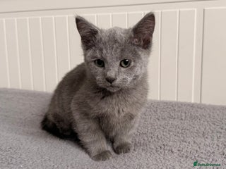 Russian Blue cats for sale: TICA Registered Russian Blue Boy Kitten - Advert 2
