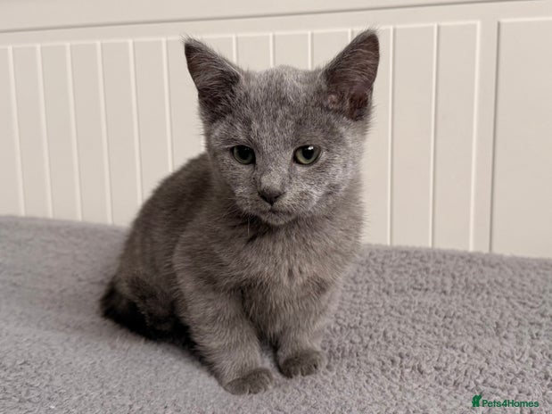 Russian Blue cats TICA Registered Russian Blue Boy Kitten - Advert 1