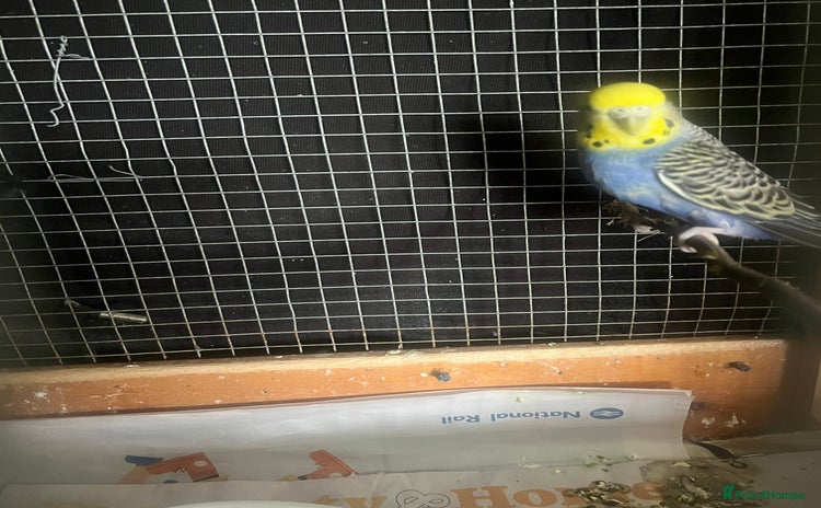 Budgerigars birds - Advert 1