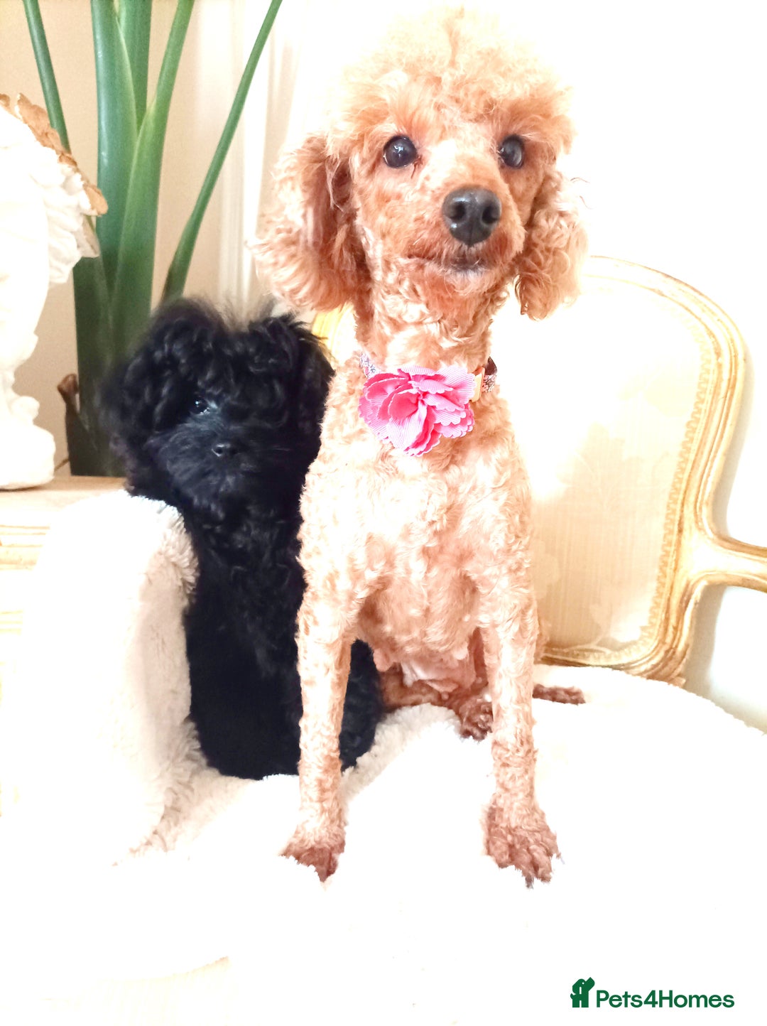 Pomapoo dogs for sale: Adorable little pomapoo male puppy. - Advert 5