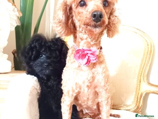 Pomapoo dogs Adorable little male F1 pomapoo puppy. - Advert 3