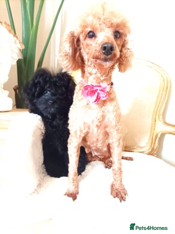 Pomapoo dogs Adorable little male F1 pomapoo puppy. - Advert 6