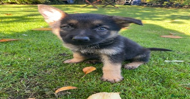 German Shepherd dogs - Advert 3