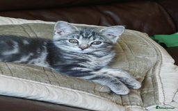 British Shorthair cats for sale: British Shorthair x - Image 8