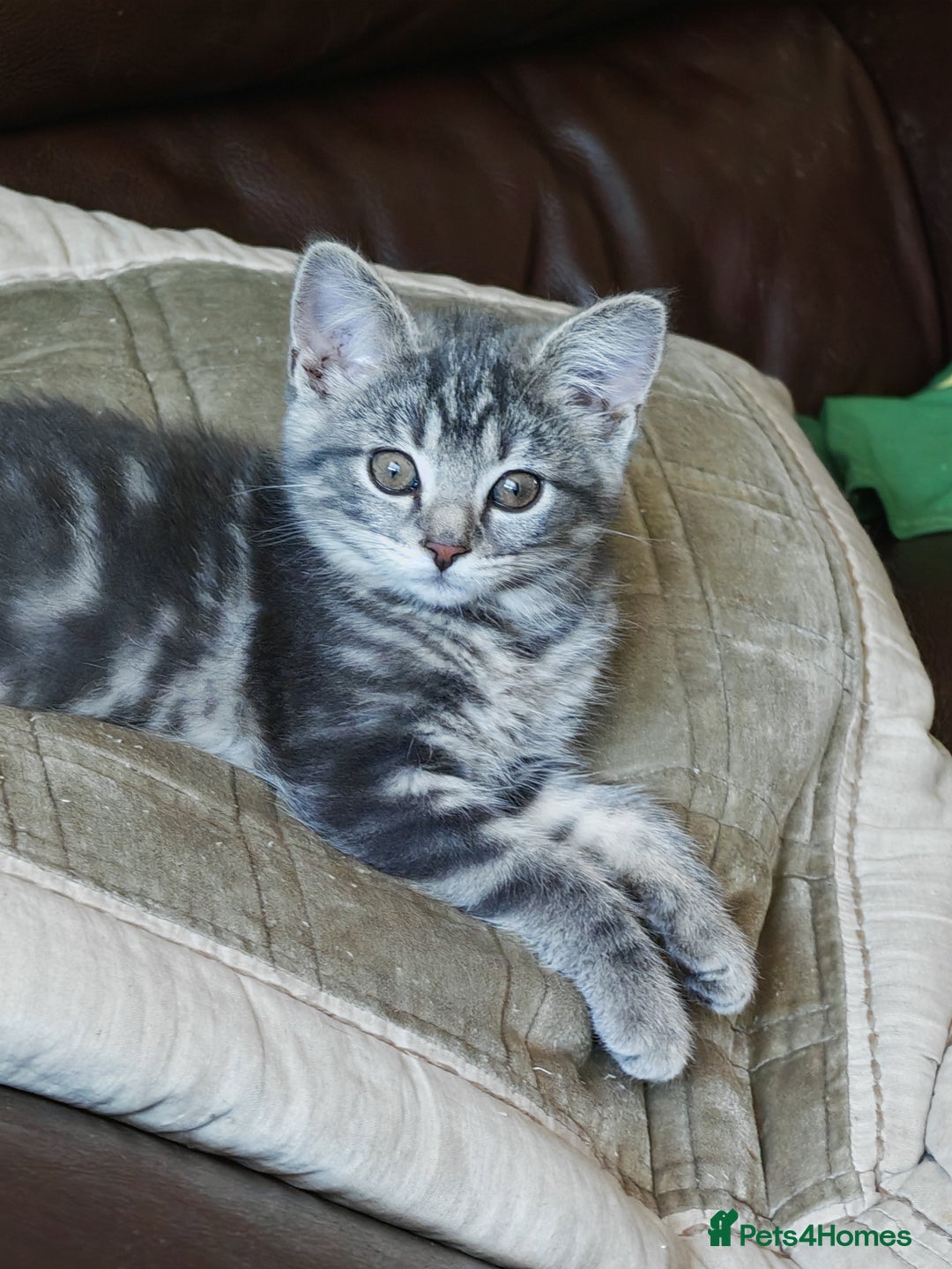 British Shorthair cats for sale: British Shorthair x - Image 8