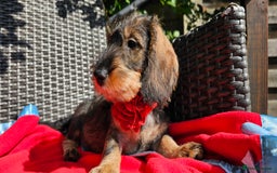 Dachshund dogs for sale: Outstanding Standard Wire haired Dachshund puppies - Image 5
