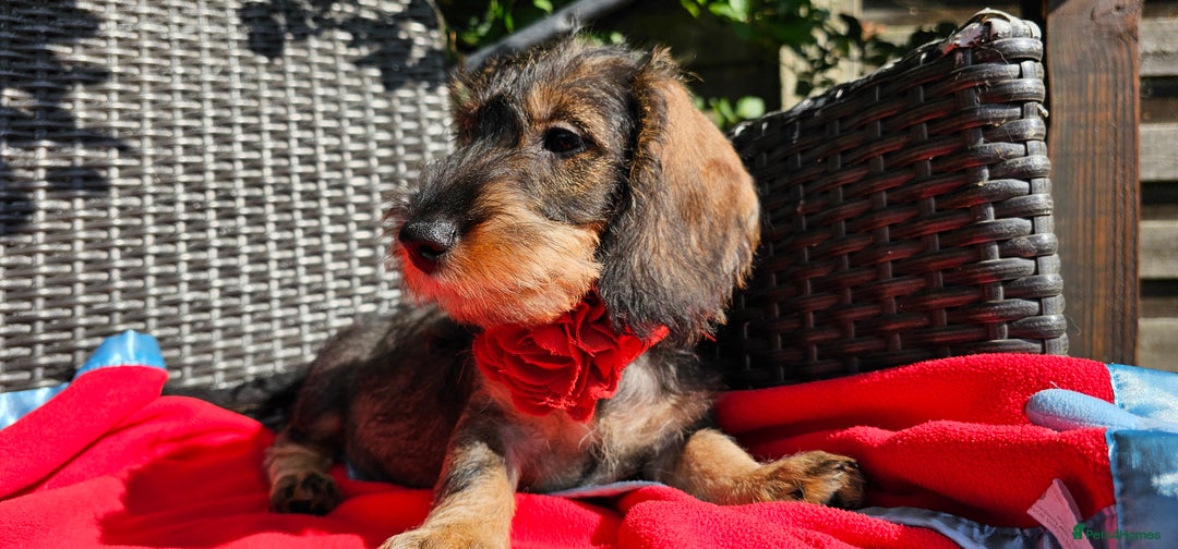 Dachshund dogs for sale: Outstanding Standard Wire haired Dachshund puppies - Image 5