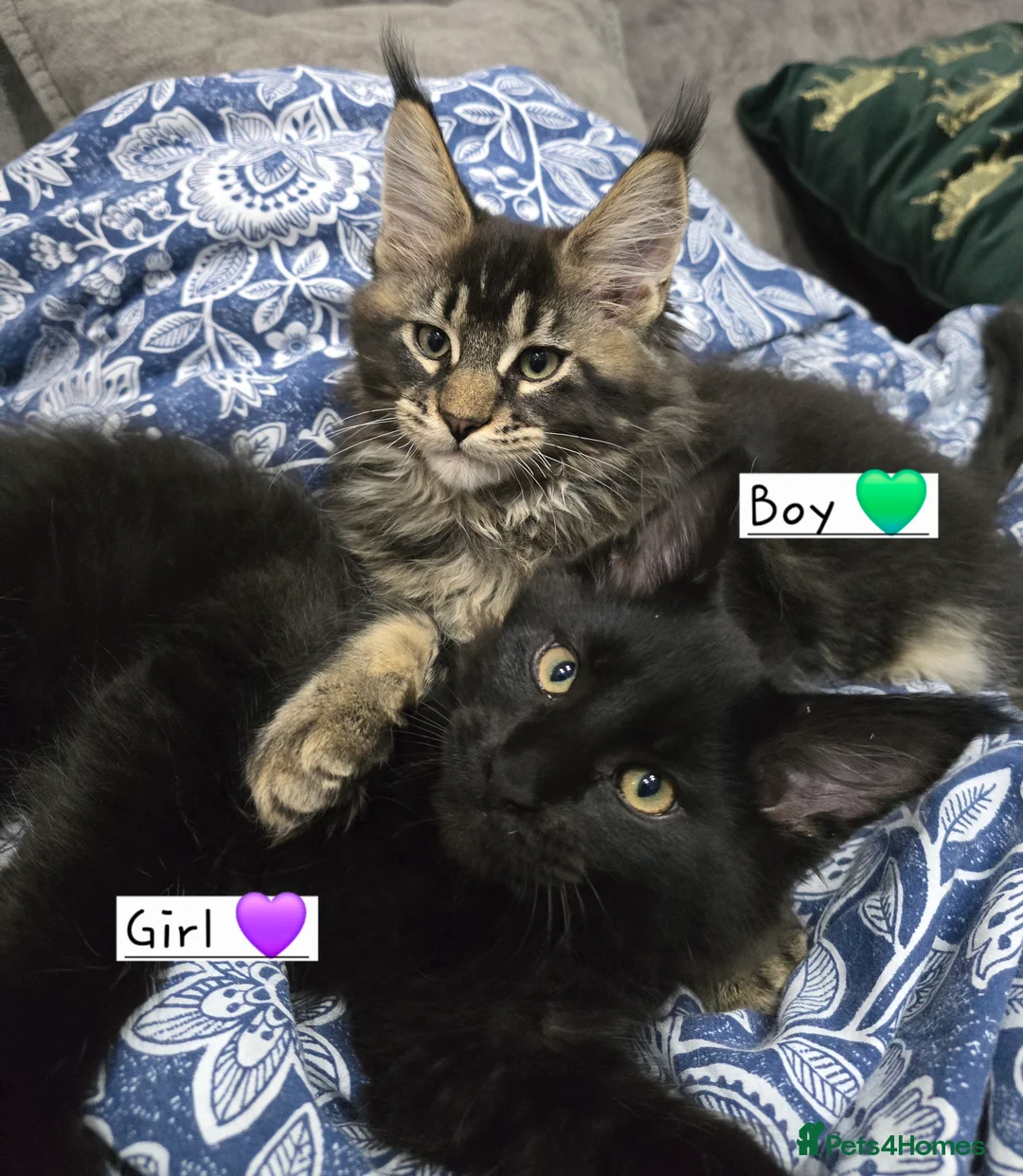 Maine Coon cats for sale: Pedigree TICA Maine Coon kittens READY  - Advert 6