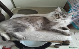 Maine Coon cats for sale: black silver ticked ns25 girl TICA maine coon - Advert 2