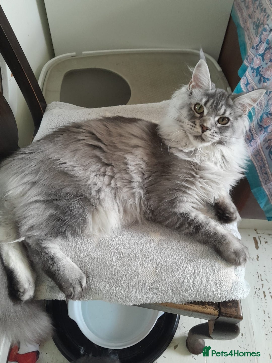 Maine Coon cats for sale: black silver ticked ns25 girl TICA maine coon - Advert 2