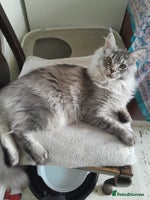 Maine Coon cats black silver ticked ns25 girl TICA maine coon - Advert 3