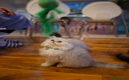 Persian cats for sale: Persian x british short hair  - Image 21