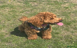 Cavapoo dogs for sale: Cavapoo  - Image 3