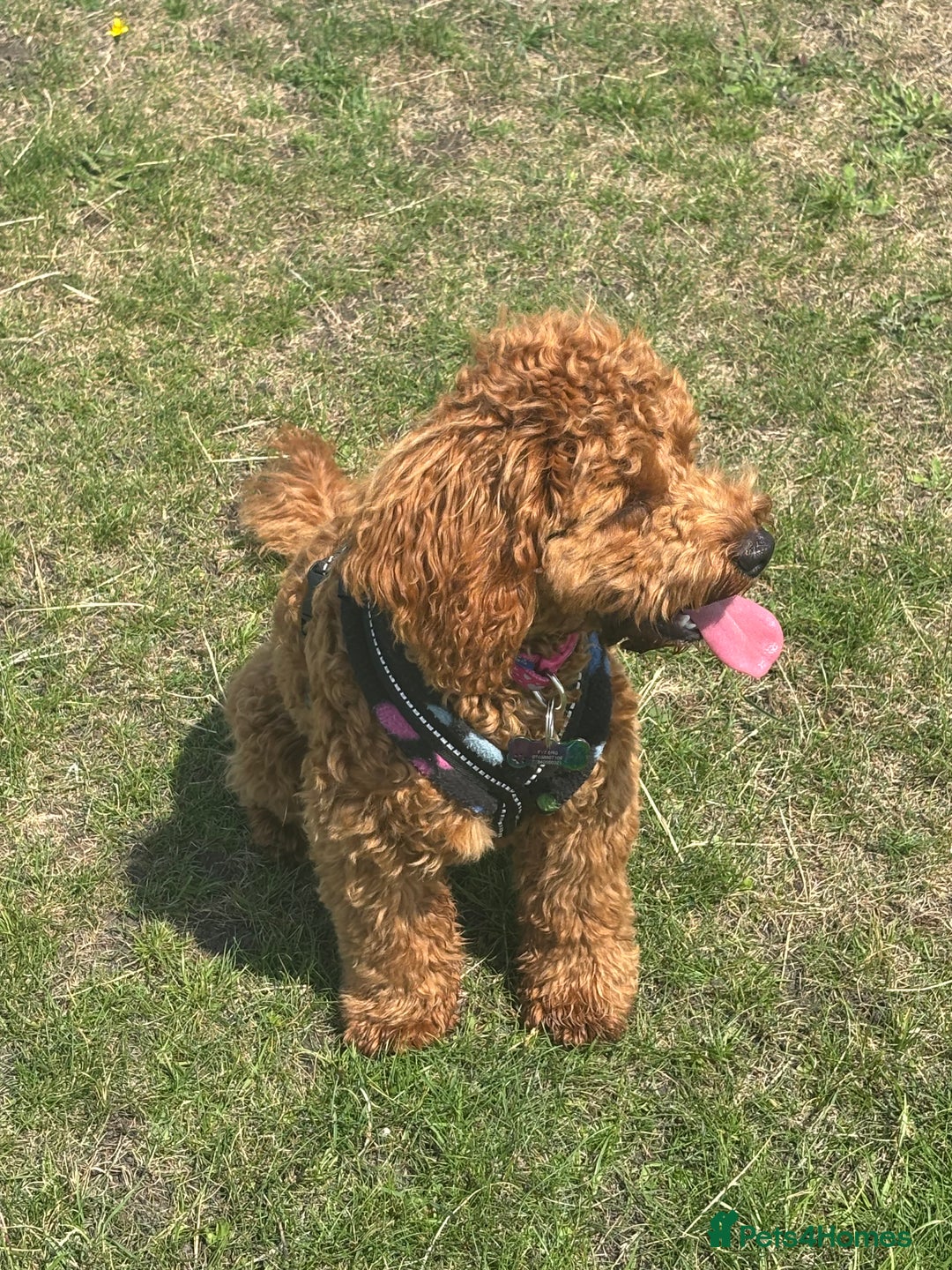 Cavapoo dogs for sale: Cavapoo  - Image 3