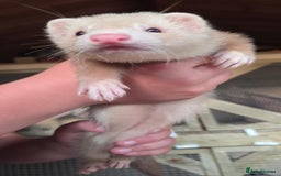 Ferret rodents for sale: ferret kits hobs and jills for sale - Image 2