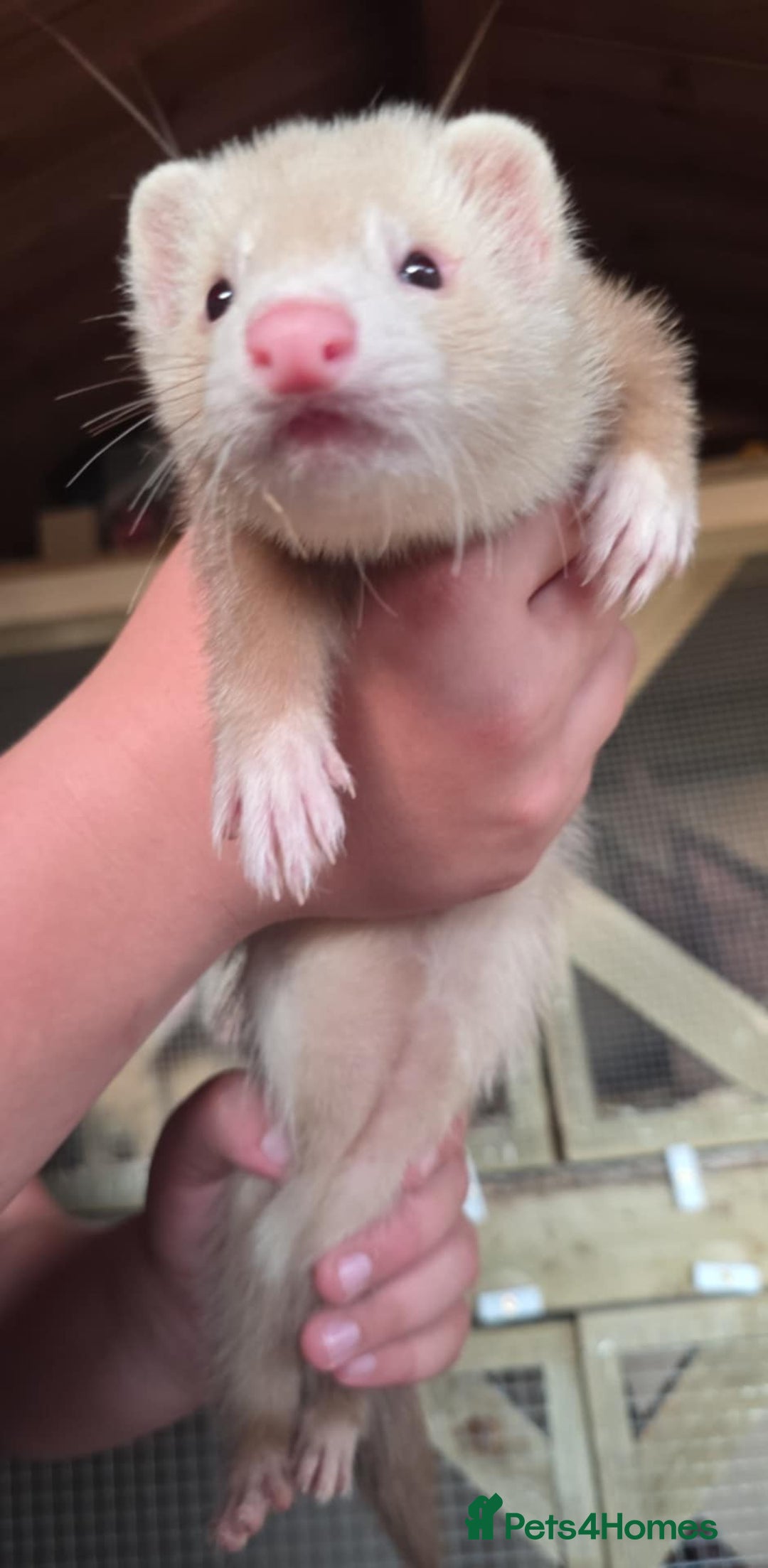 Ferret rodents for sale: ferret kits hobs and jills for sale - Image 2